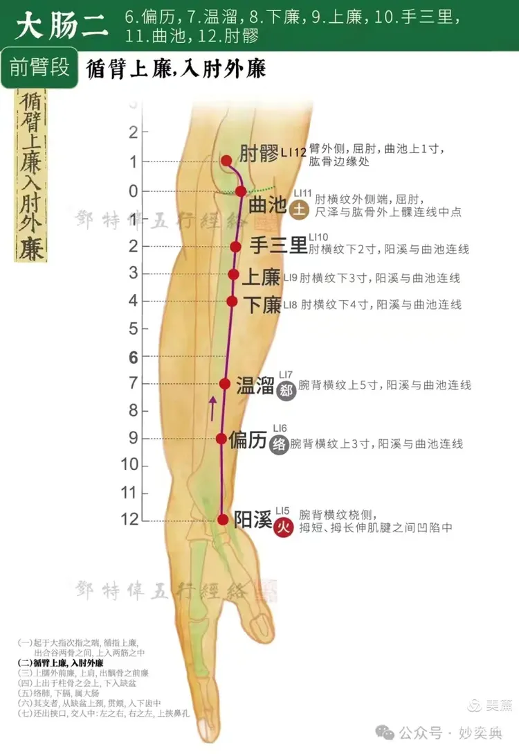 大肠手阳明之脉